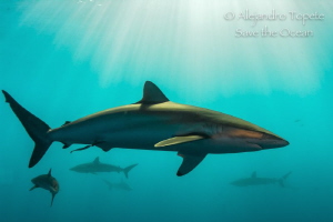 Shark Arround, Gardens of the Queen Cuba by Alejandro Topete 